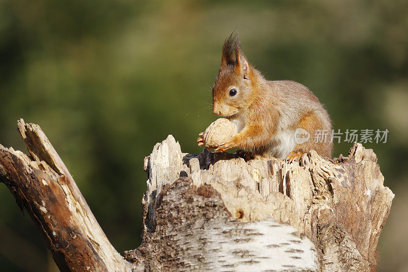 红松鼠(Sciurus vulgaris)